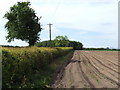 Potato field near Common Farm