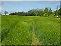 Barley field