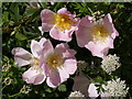 Dog roses, Burton Mead Drove