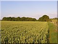 Farmland and Kimpton Wood