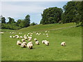 SP4216 : Sheep in Blenheim Great Park by David Hawgood