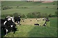 Pasture, Little Fryup Dale