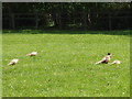 SP4216 : Pheasants in Blenheim Great Park by David Hawgood