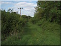 Bridleway between woods