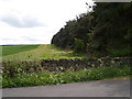 Broomley Fell Plantation from Healey Road