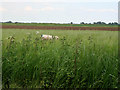 TF1907 : Farmland off Decoy Road by Kate Jewell
