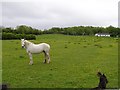 Leghan Townland