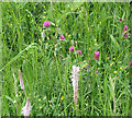 Carpet of wild flowers, Gorsley churchyard