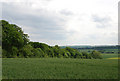 Treeline leading to Oakley Copse