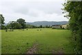 Horse Jumps in Meadow