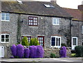 Cottages in Orchard Lane