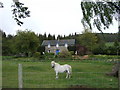 Pony in paddock