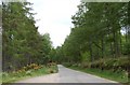 Road through Balzeach Forest