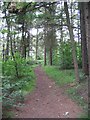Forest path in Riverside Park