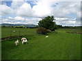 Field west of Llanbella