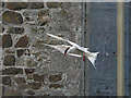 NU2135 : Arctic Tern by St Cuthbert's Chapel by Dave Dunford