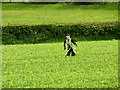 Scarecrow in farmers Field