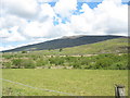 View across pasture towards the wooded area of Gors Graianog