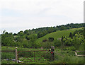 Sheep in the orchard at Dursley Cross