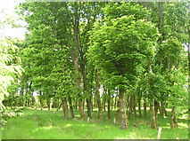NX7371 : Sycamore trees preserved within the forest plantation by Ruth Madigan