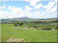 Sheep on Bryn Eithin