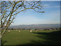 Sheep pasture above Rushall