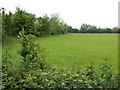 Hay field near Further Hall Farm