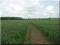 Long Path through the Wheat.