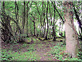 Cart track into Burnthouse Wood