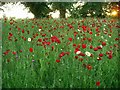 Wayside Poppies