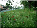 Wildflower bank, Nottingham Road