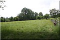 Meadow near Annedd Bach