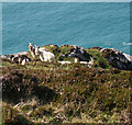 V3373 : Goats on crags near Bray Head, Valencia Island by Espresso Addict
