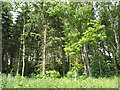 Mixed woodland by the A449