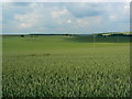 SU0049 : Wheat crop, Cornbury Farm, Gore Cross by Brian Robert Marshall