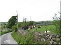 Cattle at Fferm Tros-y-waen