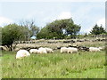 SH5664 : Sheep grazing alongside Lon Perthi by Eric Jones