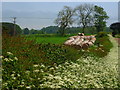 Neatly arranged straw bales