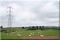 Sheep and Pylon