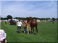 Suffolk Punch and foal