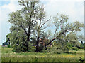 Willows in front of Methersham