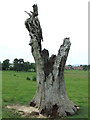 Dead Oak Tree, Linleygreen, Shropshire