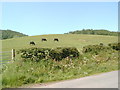 Cows in a field at the entrance to Braecroft, Terregles