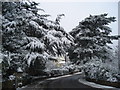 Cedars on Avenue Road