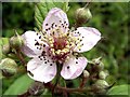 Bramble Flower