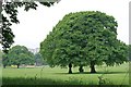 Ravenscraig Parkland