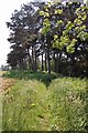 Part of Lodge Plantation and footpath