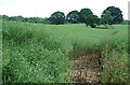 Footpath through the Rape Field, near Shirlett, Shropshire