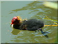 Young coot, Plaum