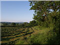 Field near Waggs Plot